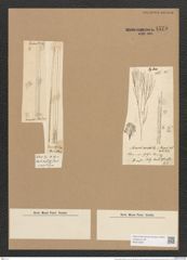 Homoeocladia martiana var. div. Ag. (de-Toni-Nr.: Genus 48, Species 2182) Zeichnungen Sammlung Grunow Nr. 4575 (NHMW-BOT-W0372584)